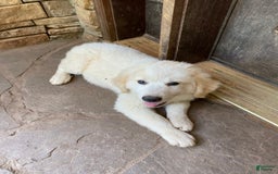 Great Pyrenees dogs for sale: Charlotte - Image 4