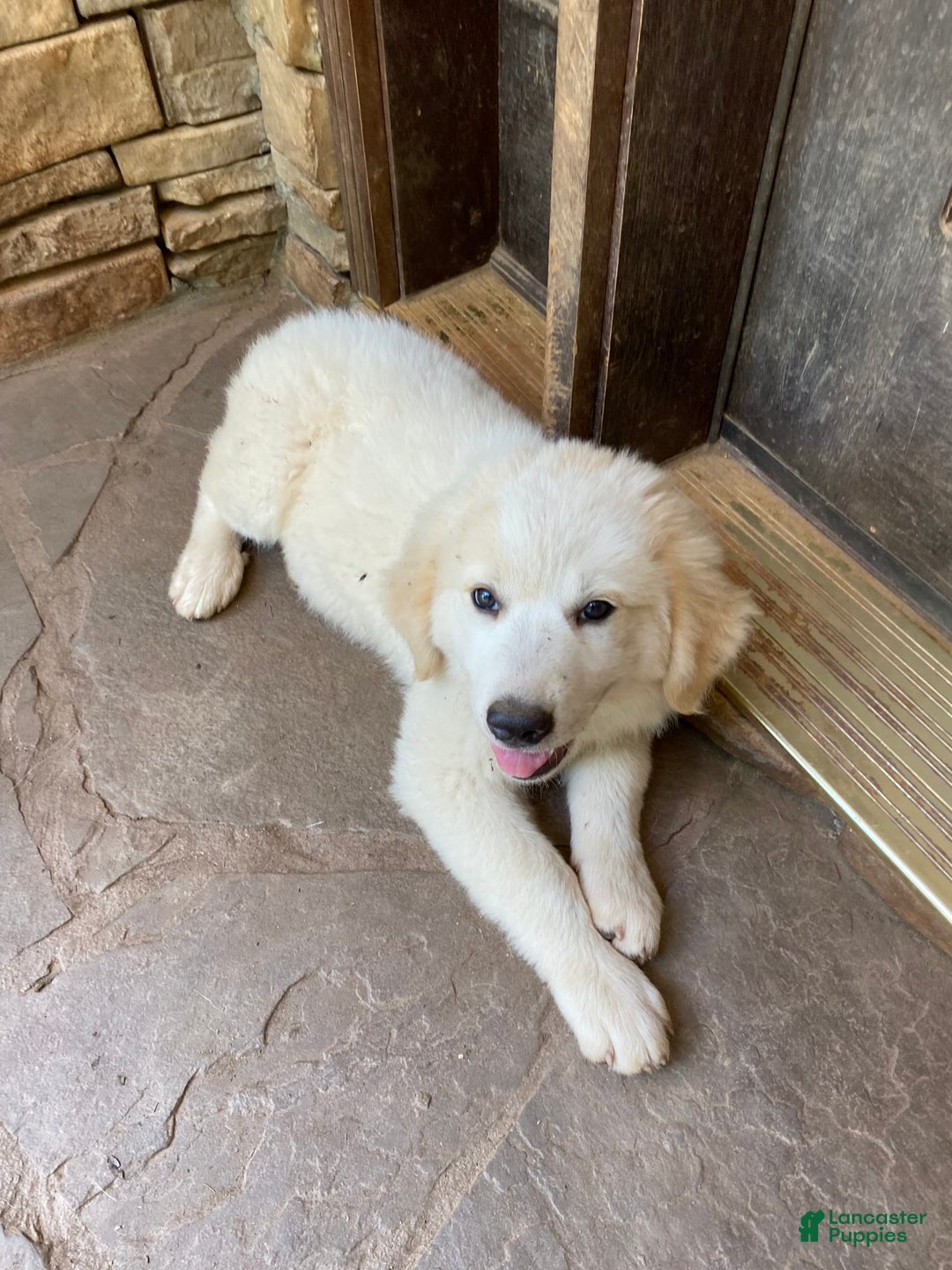 Great Pyrenees dogs for sale: Charlotte - Image 4