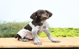 German Shorthaired Pointer dogs for sale: Jones - Image 1
