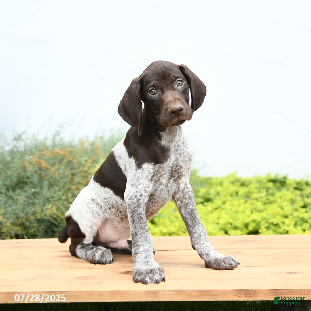 German Shorthaired Pointer dogs for sale: Jones - Image 1