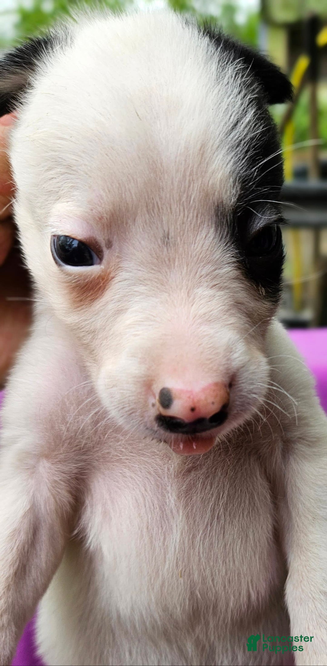 Border Collie dogs for sale: Justi - Image 21