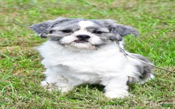 Shih Tzu dogs for sale: Beth - Image 16