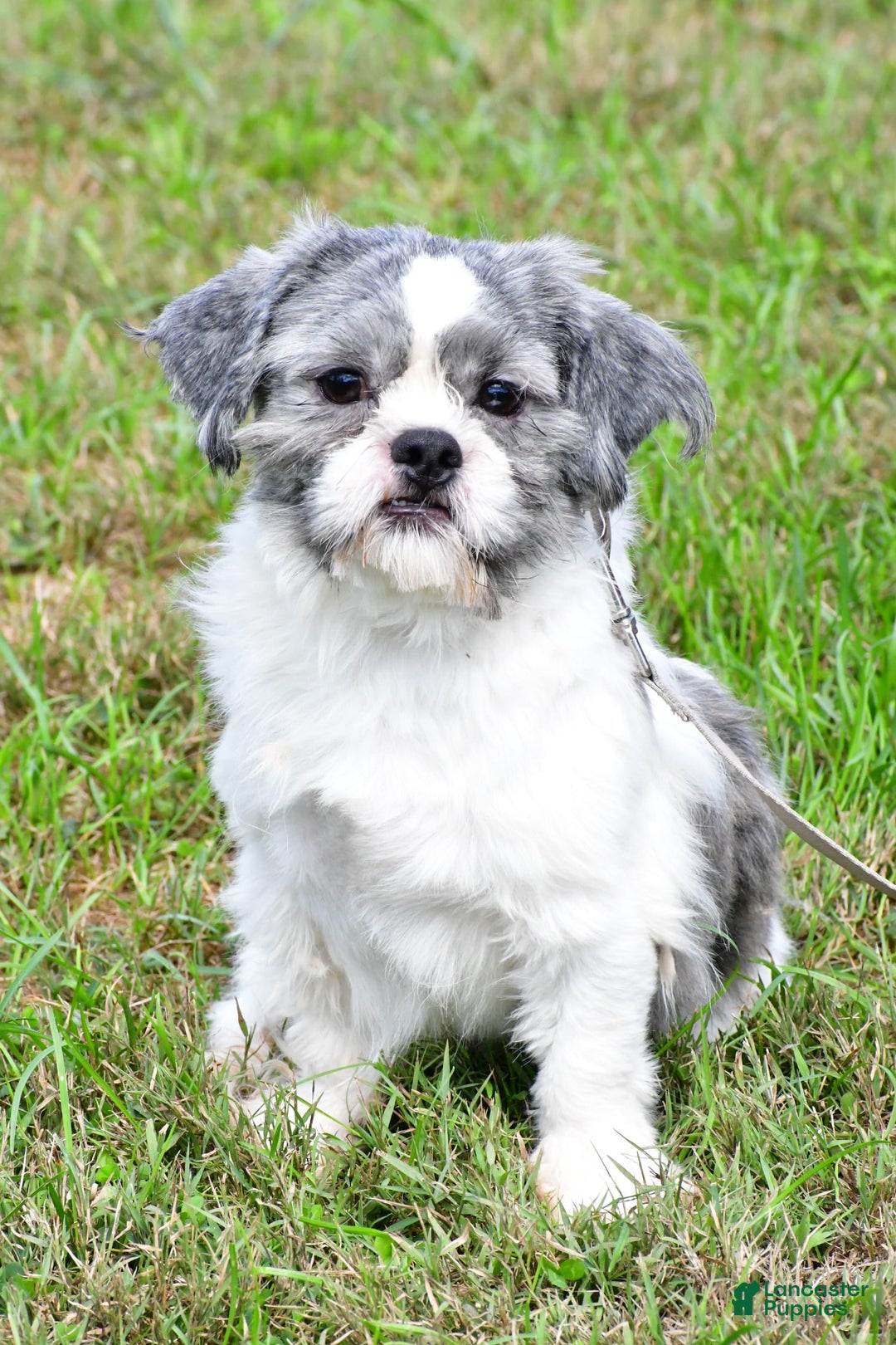 Shih Tzu dogs for sale: Beth - Image 16