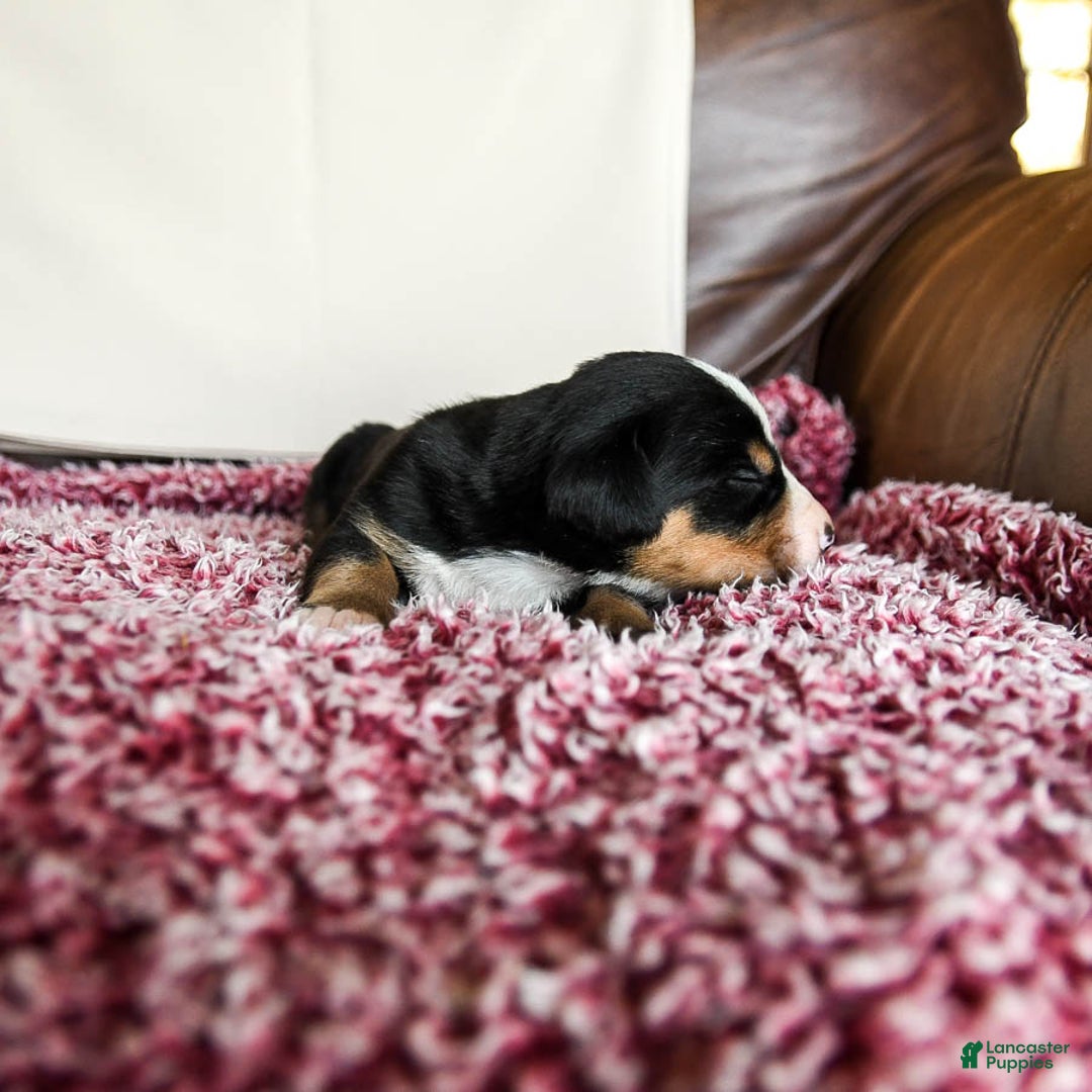 Greater Swiss Mountain Dog dogs for sale: Felix - Image 1