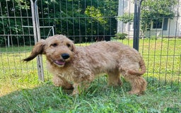 Goldendoodle dogs for sale: Victor - Image 6