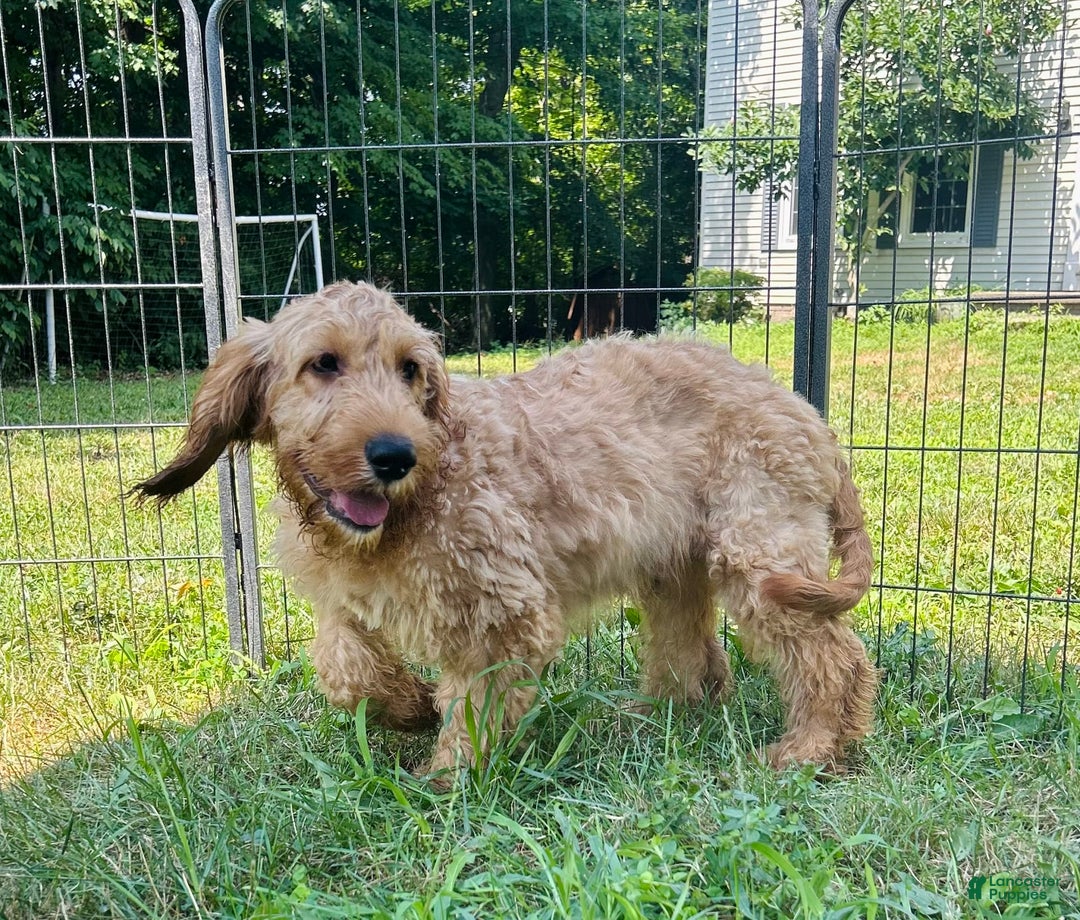 Goldendoodle dogs for sale: Victor - Image 6