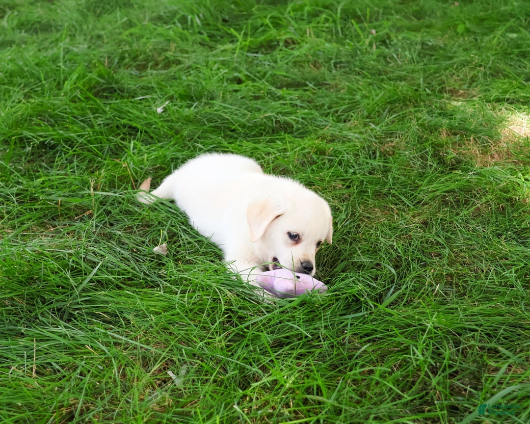 Labrador Retriever dogs for sale: Labrador Retriever 8 puppies - Image 20