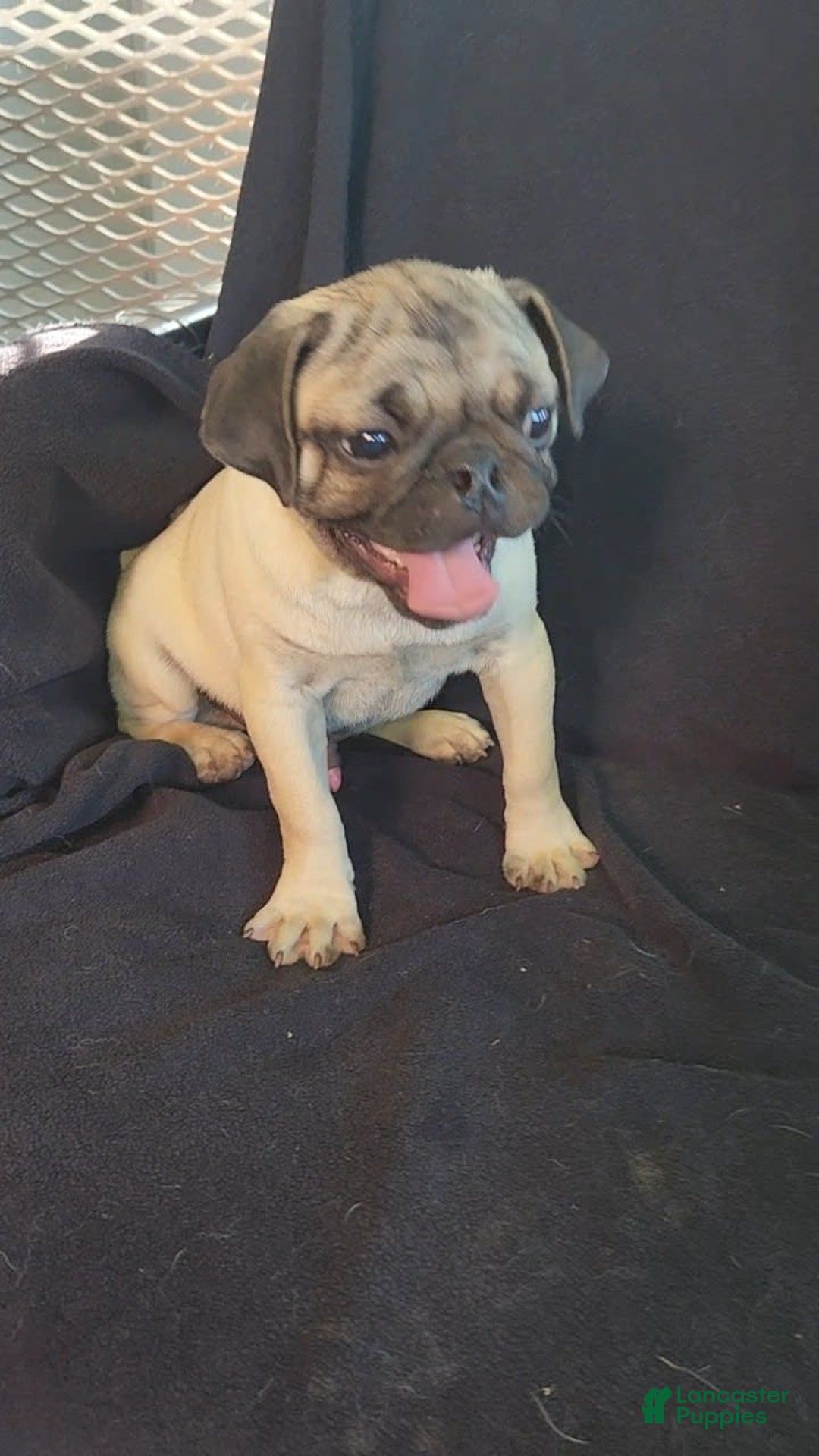 Pug dogs for sale: Clyde - Image 2