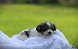 Cockapoo dogs for sale: Savannah - Image 1