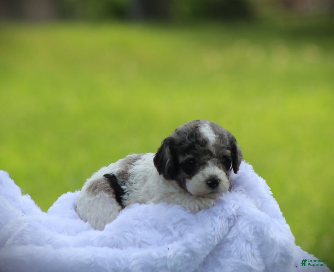 Cockapoo dogs for sale: Savannah - Image 1