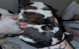 Saint Bernard dogs for sale: Sage - Image 2
