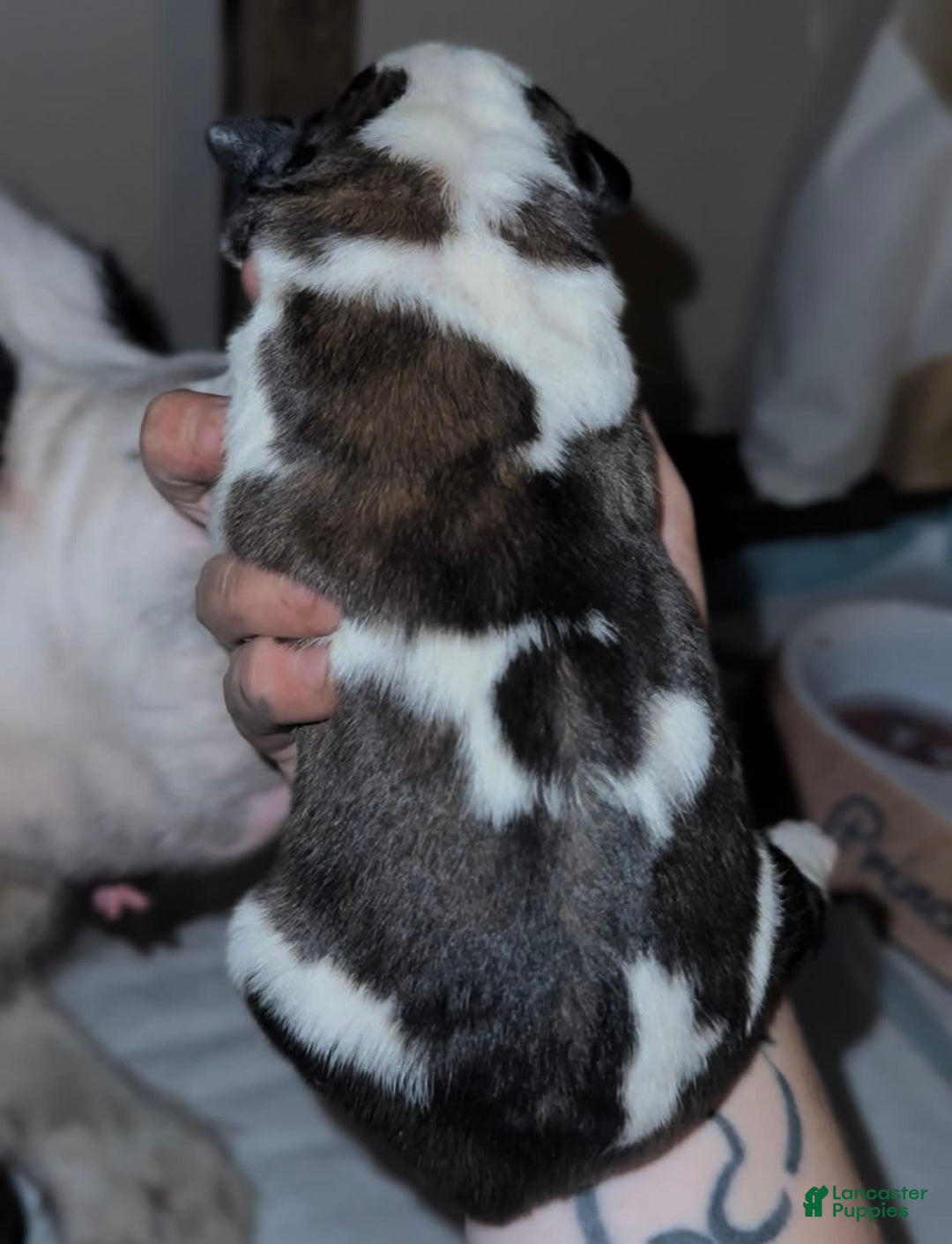 Saint Bernard dogs for sale: Sage - Image 2
