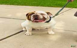 Olde English Bulldogge dogs for sale: Puck - Image 7