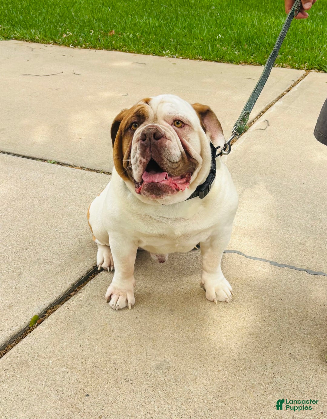 Olde English Bulldogge dogs for sale: Puck - Image 7