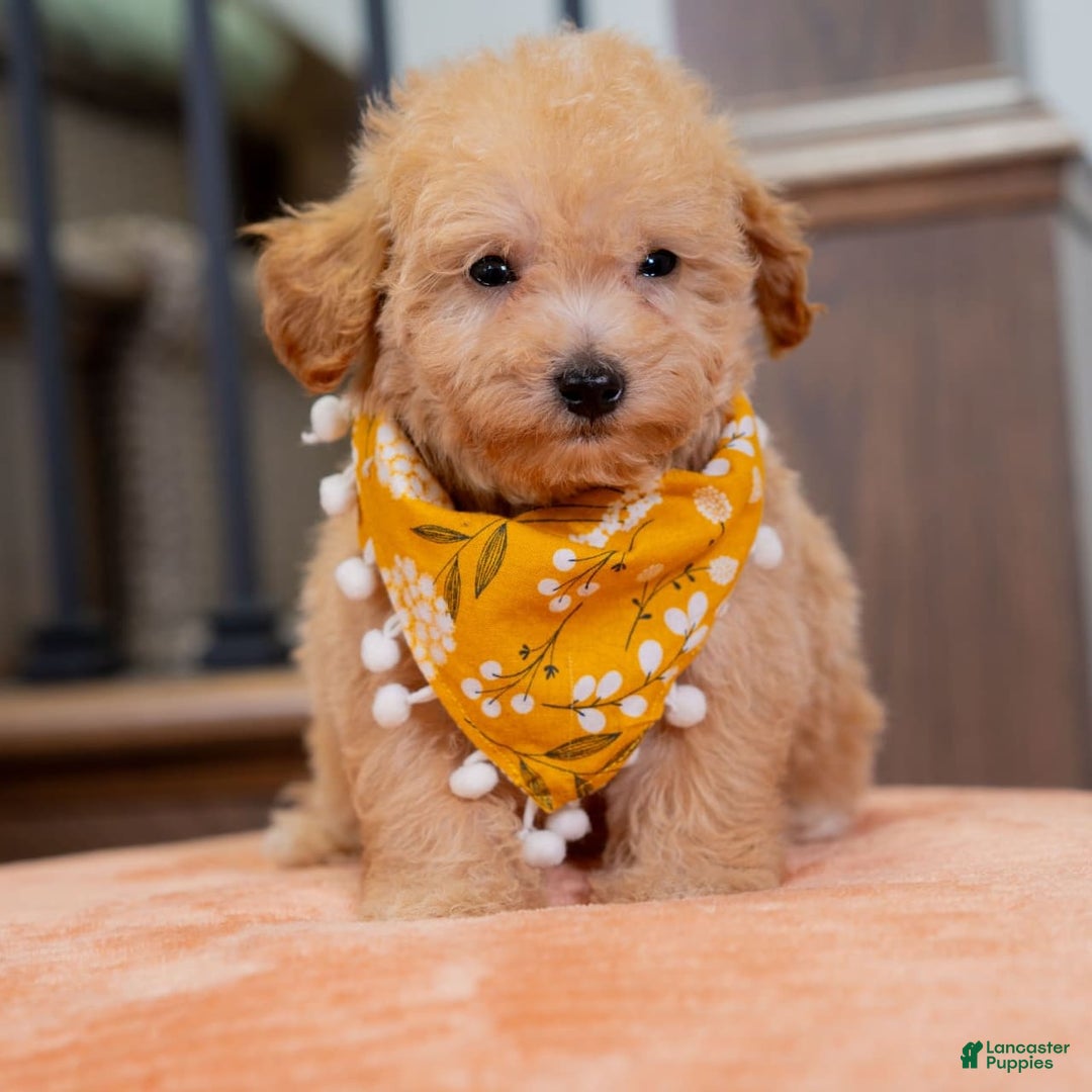 Maltipoo dogs for sale: Maltipoo 1 puppies - Image 3