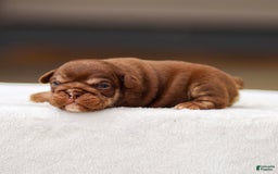 English Bulldog dogs for sale: Tasha - Image 3