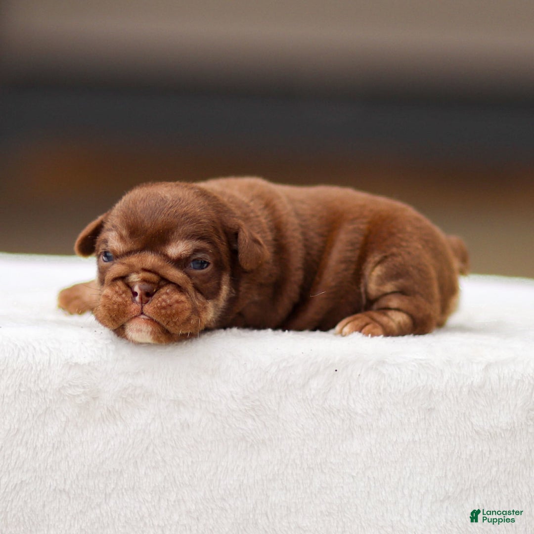 English Bulldog dogs for sale: Tasha - Image 3