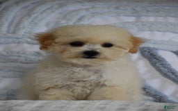 Miniature Poodle dogs for sale: Tammy - Image 4