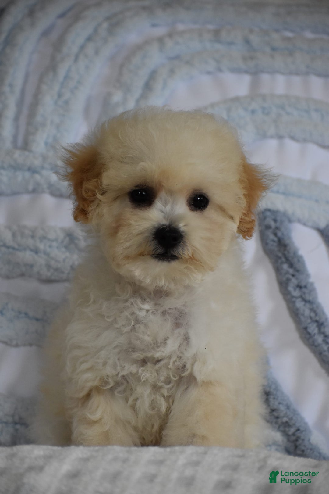 Miniature Poodle dogs for sale: Tammy - Image 4