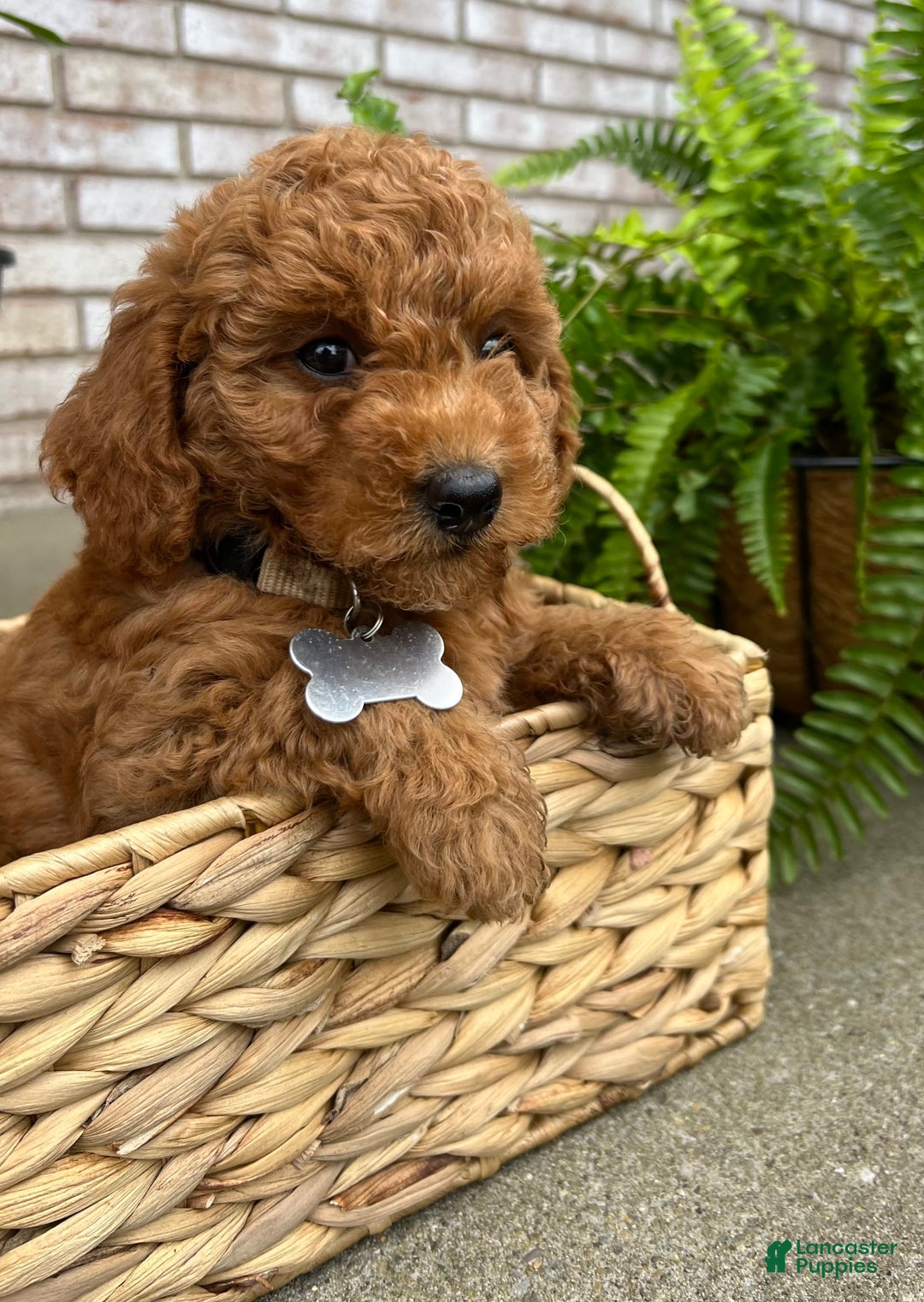 Goldendoodle dogs for sale: Charlotte - Image 7