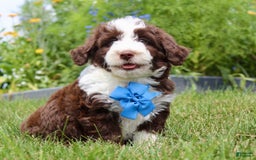 Mini Aussiedoodle dogs for sale: Mini Aussiedoodle 6 puppies - Image 1