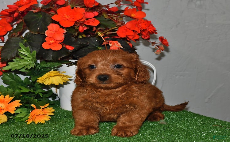 Cavapoo dogs for sale - Ad 4