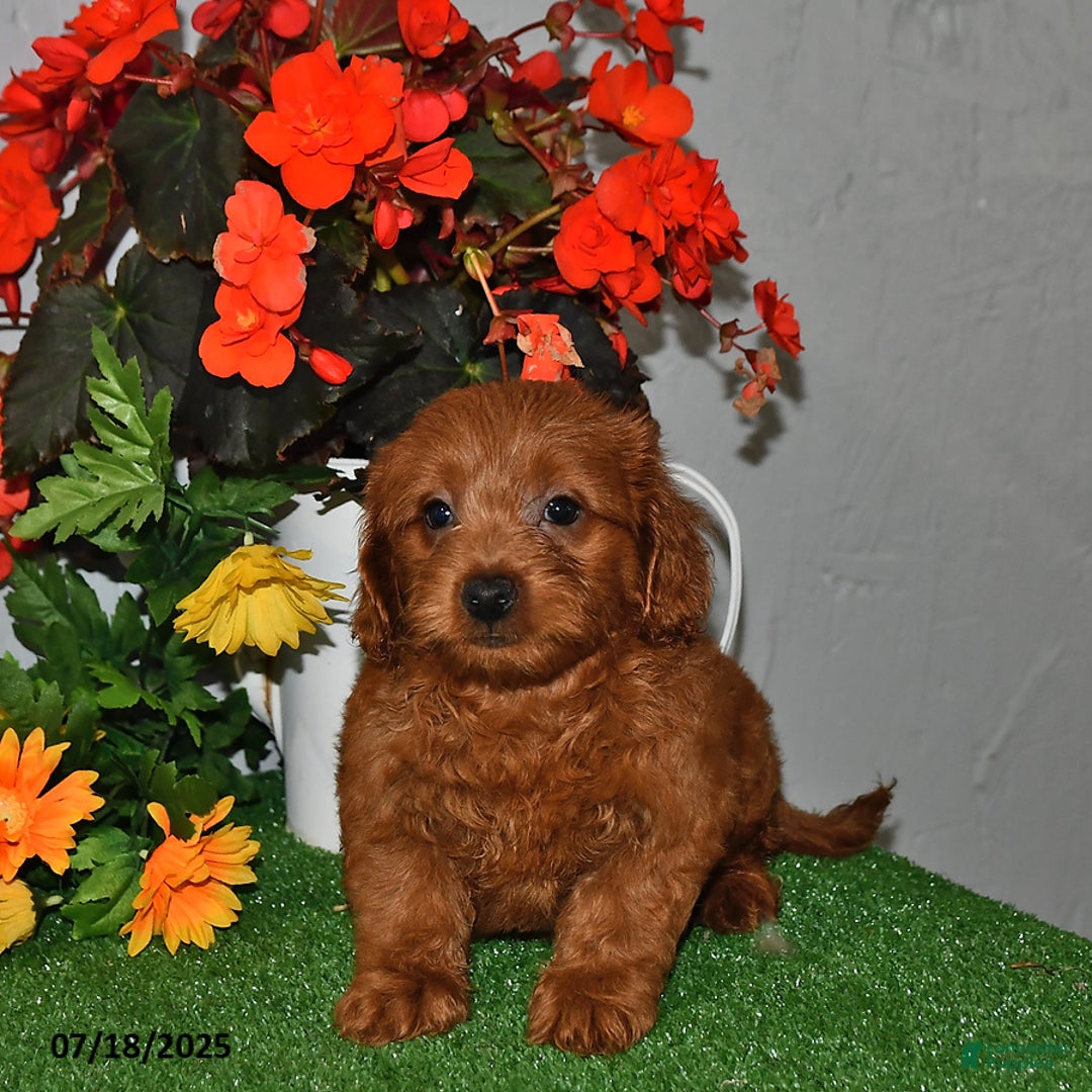 Cavapoo dogs for sale: Dusty - Image 3