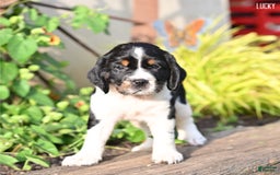 English Springer Spaniel dogs for sale: Lucky - Image 3