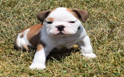 English Bulldog dogs for sale: PAUL - Image 1