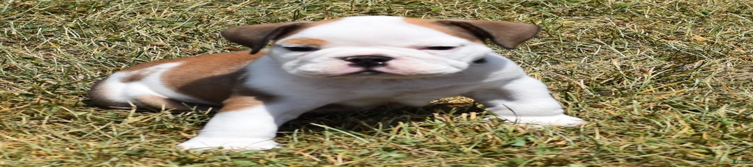 PAUL