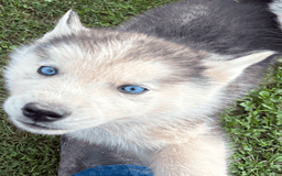 Siberian Husky dogs for sale: Toronto - Image 16