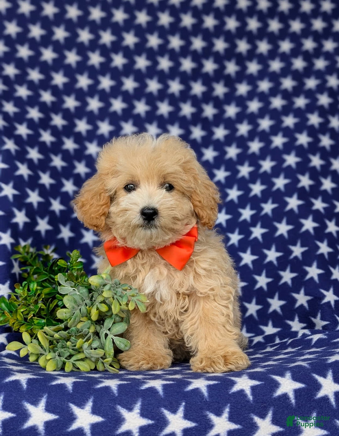 Maltipoo dogs for sale: Vaughn - Image 6