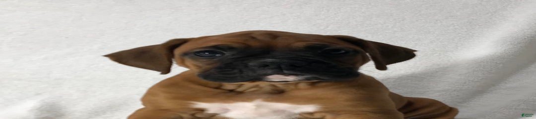 Rosie