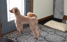 Mini Goldendoodle dogs for sale: Oliver - Image 4