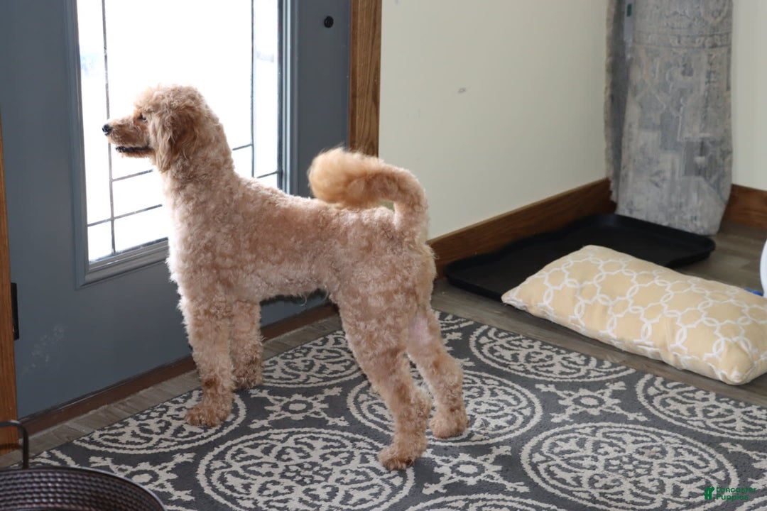 Mini Goldendoodle dogs for sale: Oliver - Image 4