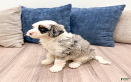 Mini Bernedoodle dogs for sale: Diamond - Blue Eyes - Image 4