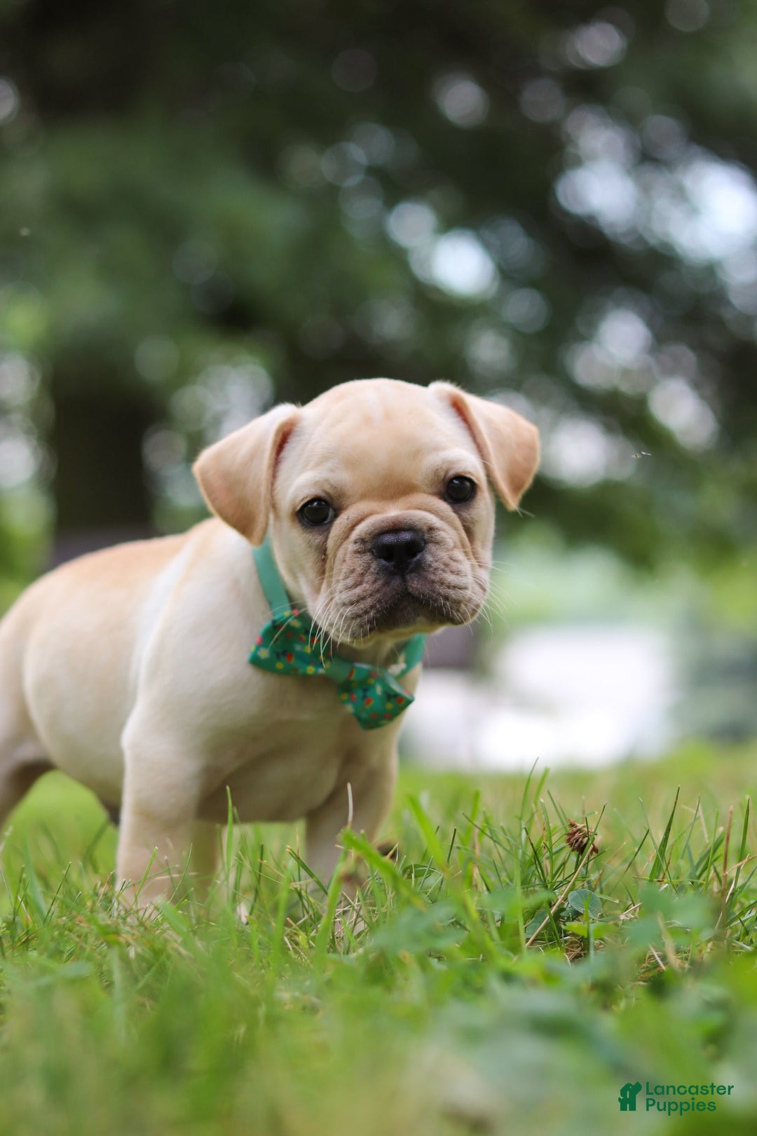 French Bulldog dogs for sale: French Bulldog 5 puppies - Image 31