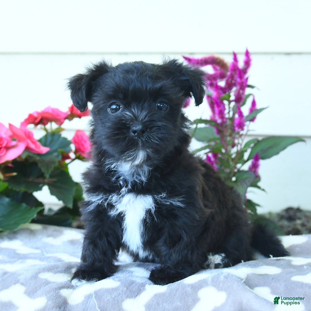 Shorkie dogs for sale: Charles - Image 2