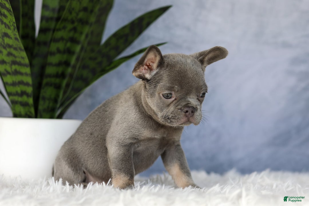 French Bulldog dogs for sale: Ember - Image 7