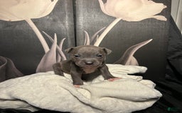American Bully dogs for sale: Lady Bug - Image 11