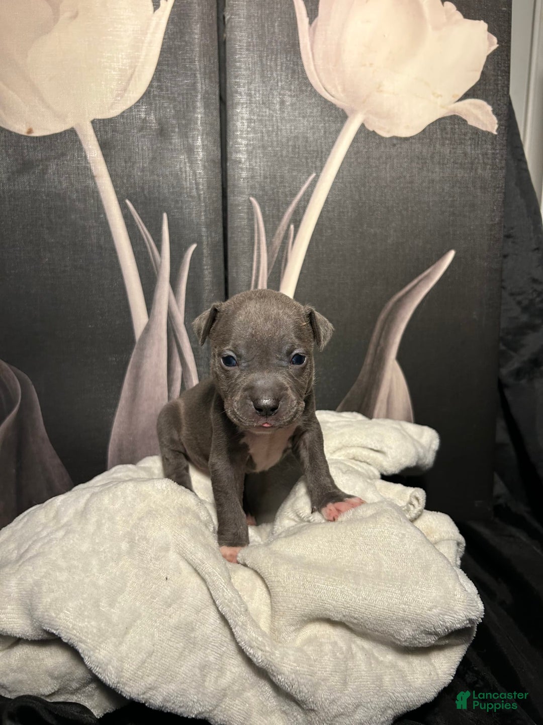 American Bully dogs for sale: Lady Bug - Image 11