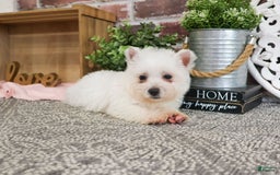 West Highland Terrier dogs for sale: Cordelia - Image 4