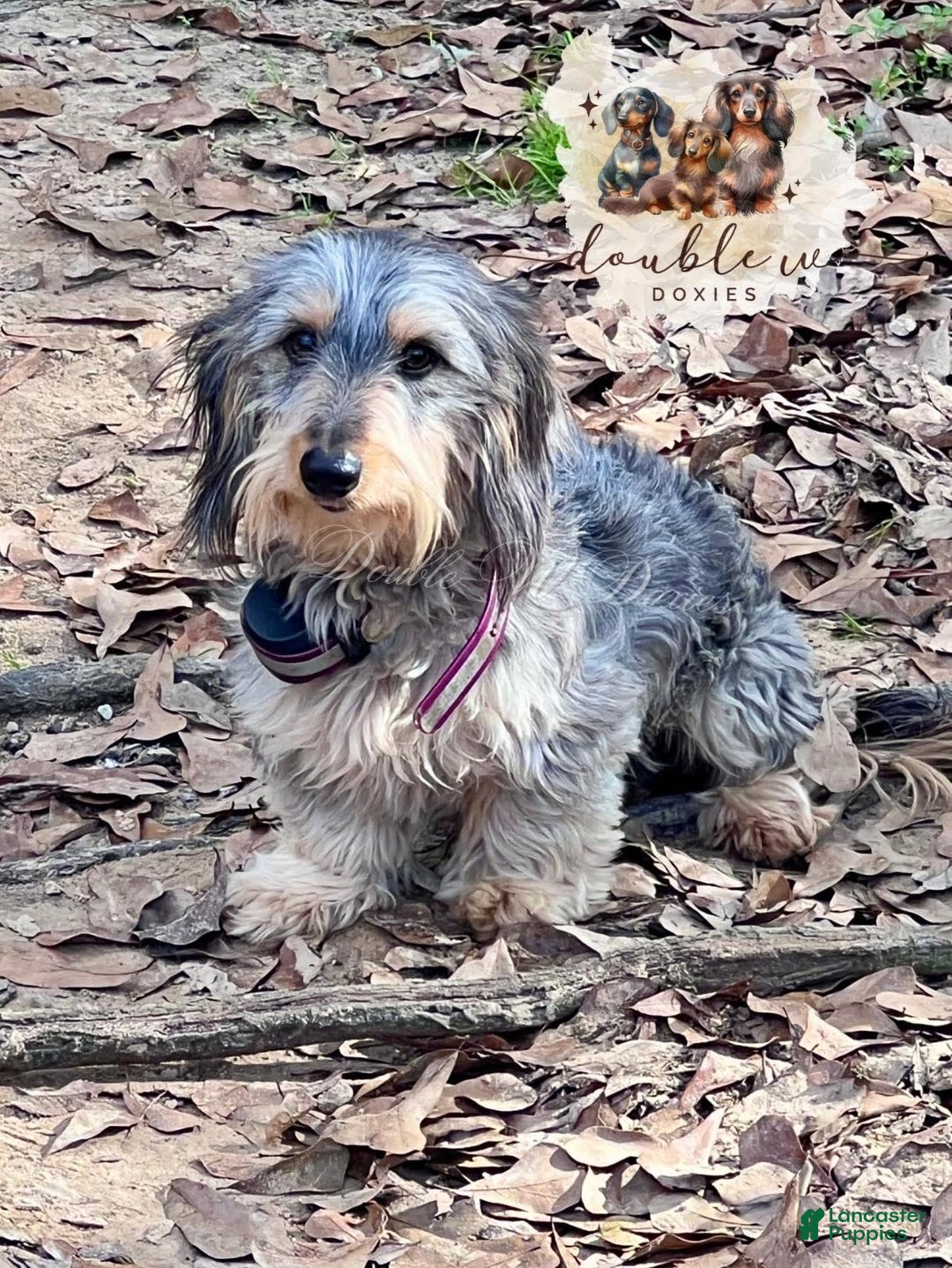 Miniature Dachshund dogs for sale: Birdie - Image 4
