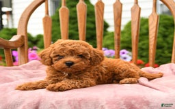 Cockapoo dogs for sale: Dusty - Image 9