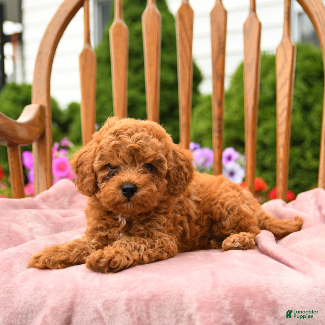 Cockapoo dogs for sale: Dusty - Image 9