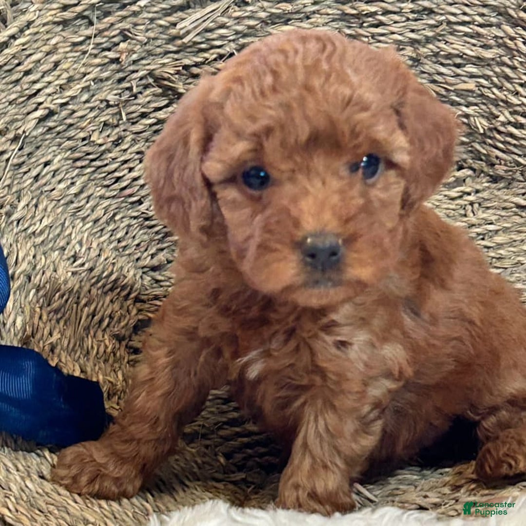 Mini Goldendoodle dogs for sale: Misti - Image 1