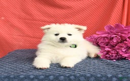 American Eskimo dogs for sale: Marco - Image 9