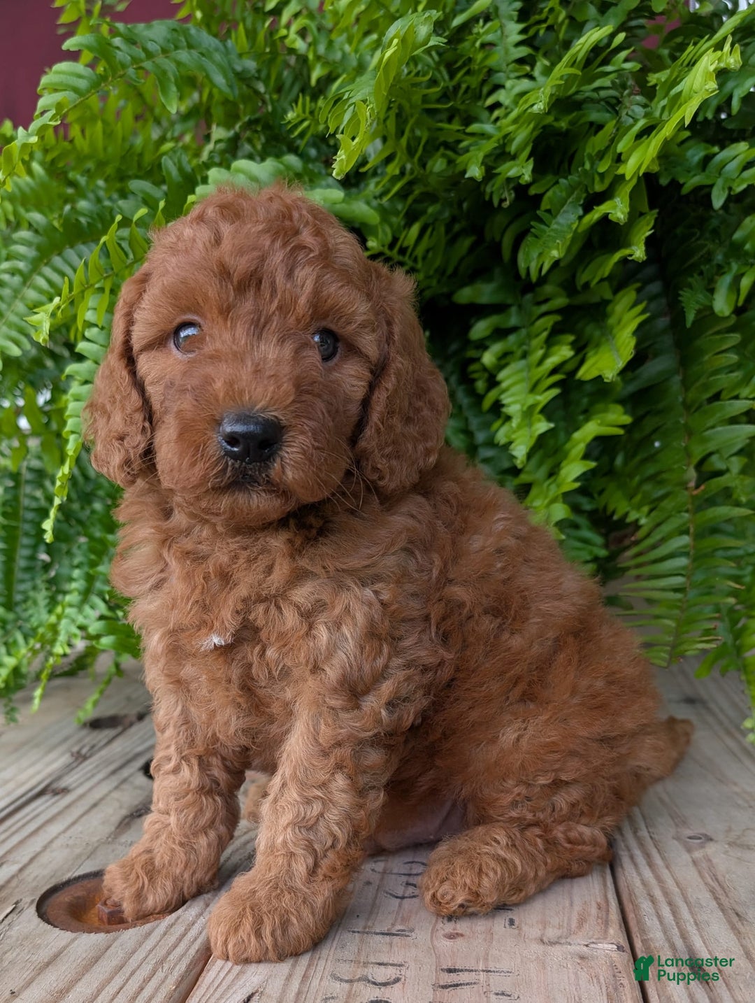 Mini Goldendoodle dogs for sale: Mini -kobe - Image 35
