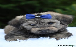 Havapoo dogs for sale: Havapoo 6 puppies - Image 8