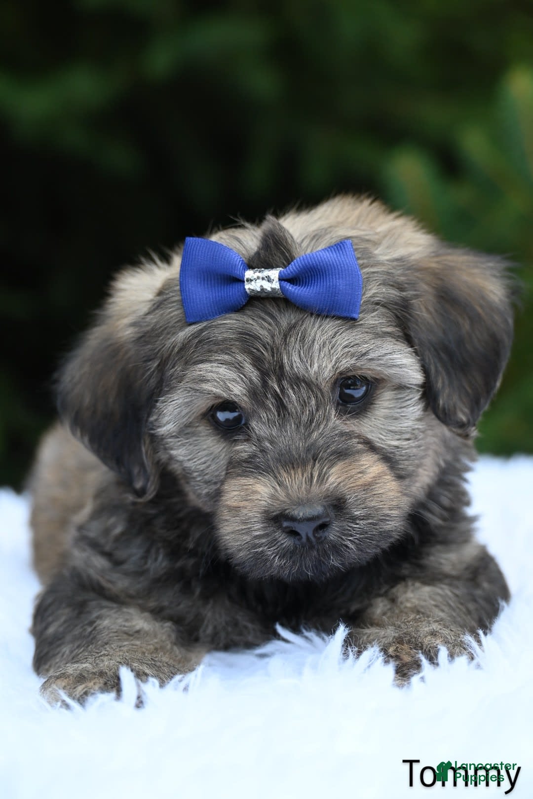 Havapoo dogs for sale: Havapoo 6 puppies - Image 8